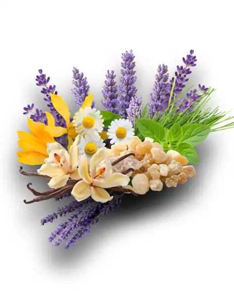 Lavender Fields Clean Fragrance - Clean Fragrances